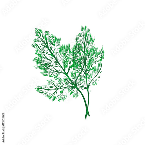 Fresh dill fennel leaf isolated on white. Vector.