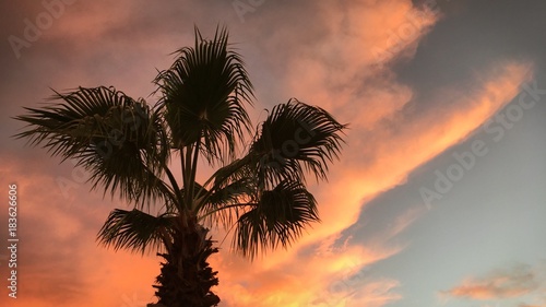 Silhouette of palm tree against sunset skies