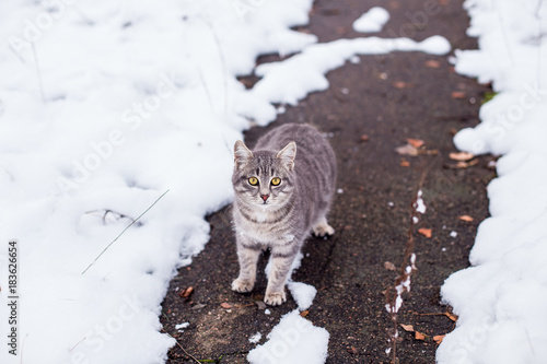 homeless cat freezes in the cold in winter photo