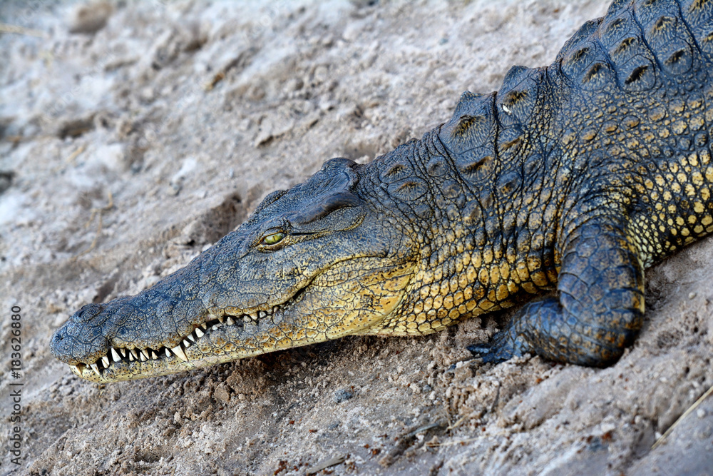 Obraz premium Crocodile in Botswana