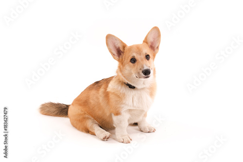 Cute puppy Corgi isolated on white