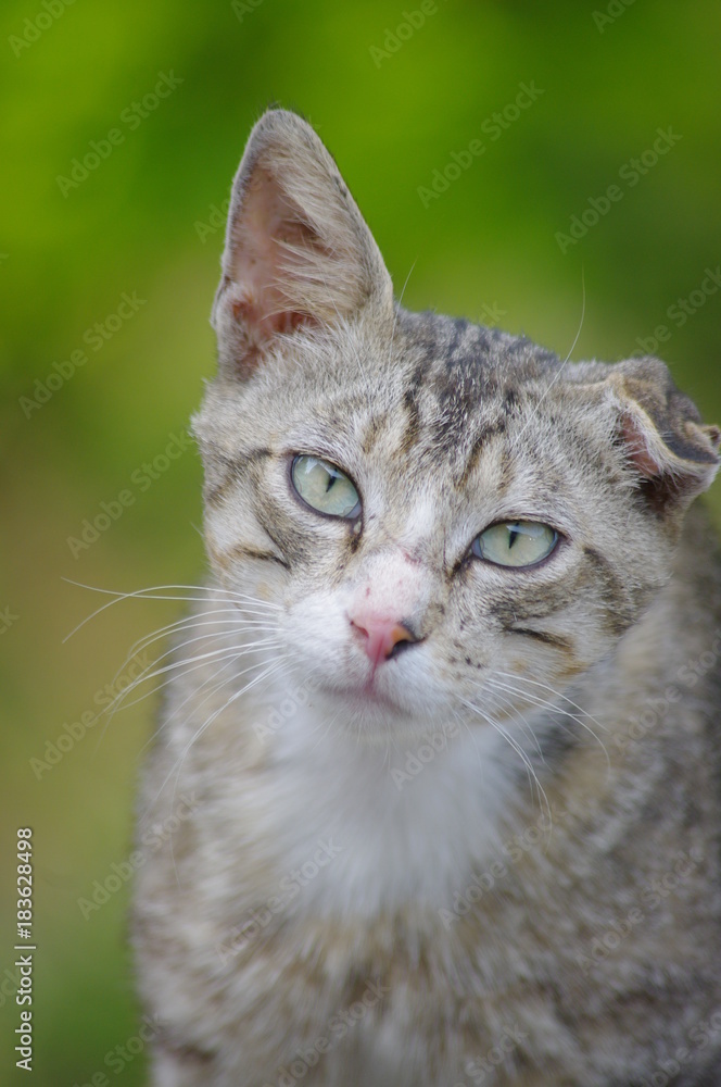 one ear cat portrait