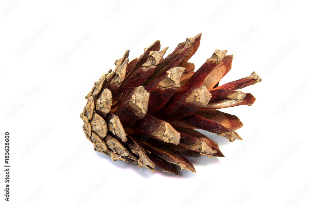 Fototapeta premium Pine lump full photographed on a white background