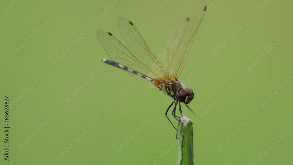 Dragonfly in Thailand and Southeast Asia. Dragonfly in Thailand and Southeast Asia.