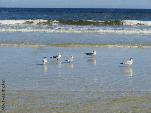 Seagulls on ocean shore in Atlantic coast of North Florida 