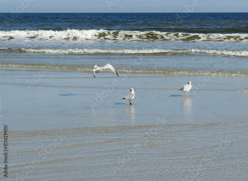 Seagulls on ocean background in Atlantic coast of North Florida 