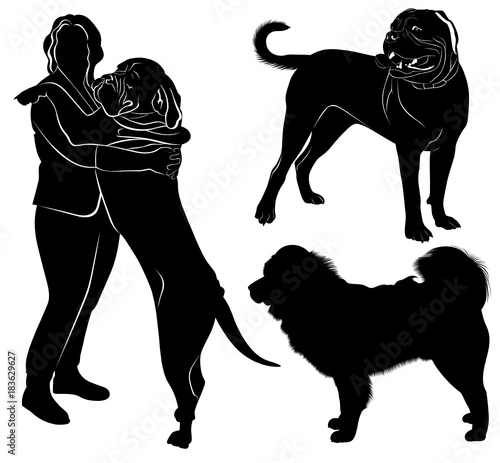 Dog Cane Corso. Tibetan mastiff