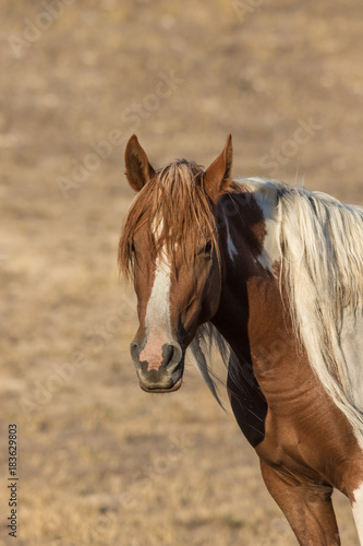 Beautiful Wild Horse Close Up
