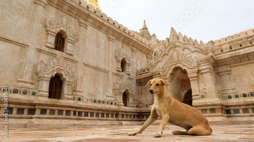 a dog in front of a heritage building