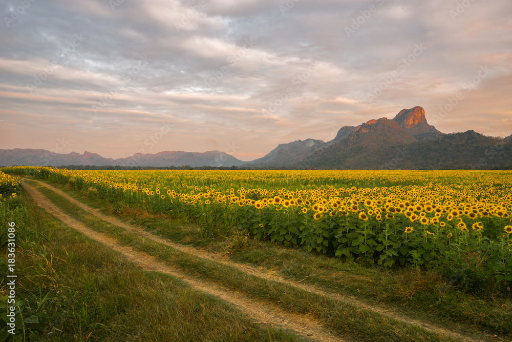 The beautiful of sunflower field in full bloom in the morning at the Wat Khao Chin Lae, Lopburi province, Thailand.