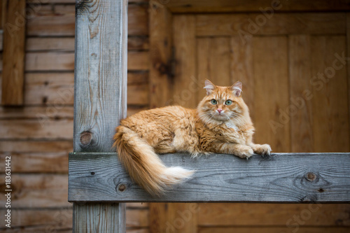 фотографія Beautiful red cat