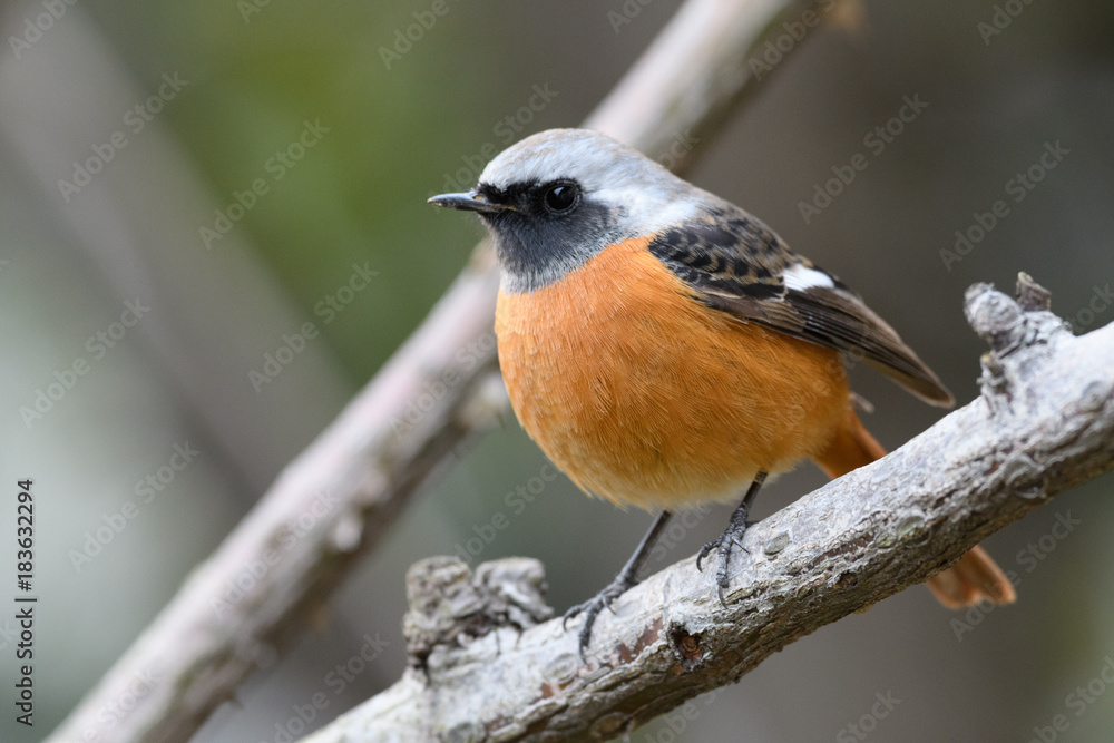 Fototapeta premium ジョウビタキ