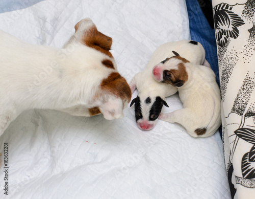 Psie szczeniaki Jack Russell terrier zaraz po urodzeniu, opiekuje się nimi psia mama.