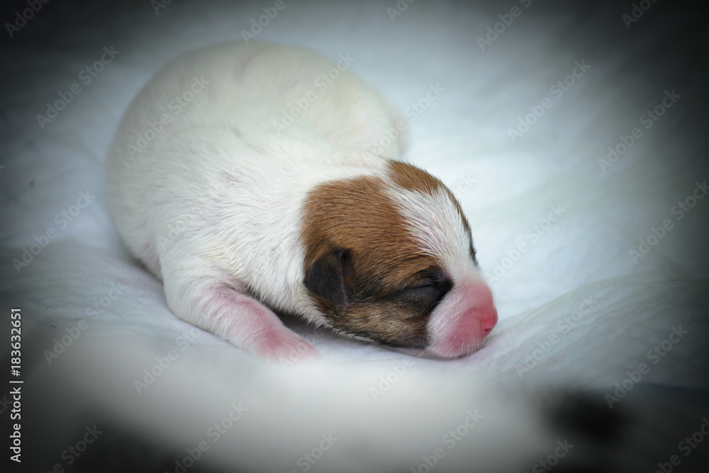 Psie szczeniaki Jack Russell terrier zaraz po urodzeniu. - obrazy, fototapety, plakaty 