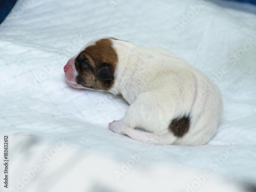 Psie szczeniaki Jack Russell terrier zaraz po urodzeniu.
