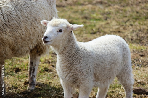 Innocent cute baby Lamb © Van