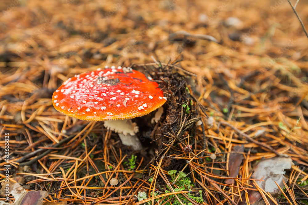 Fly agaric Fly agaric