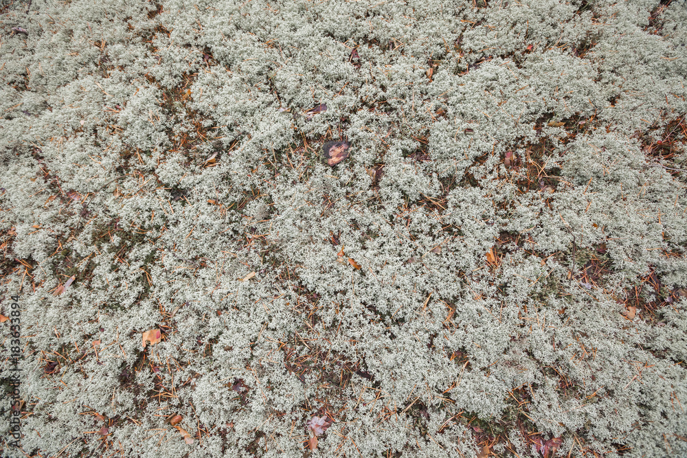White grey moss. White grey moss.