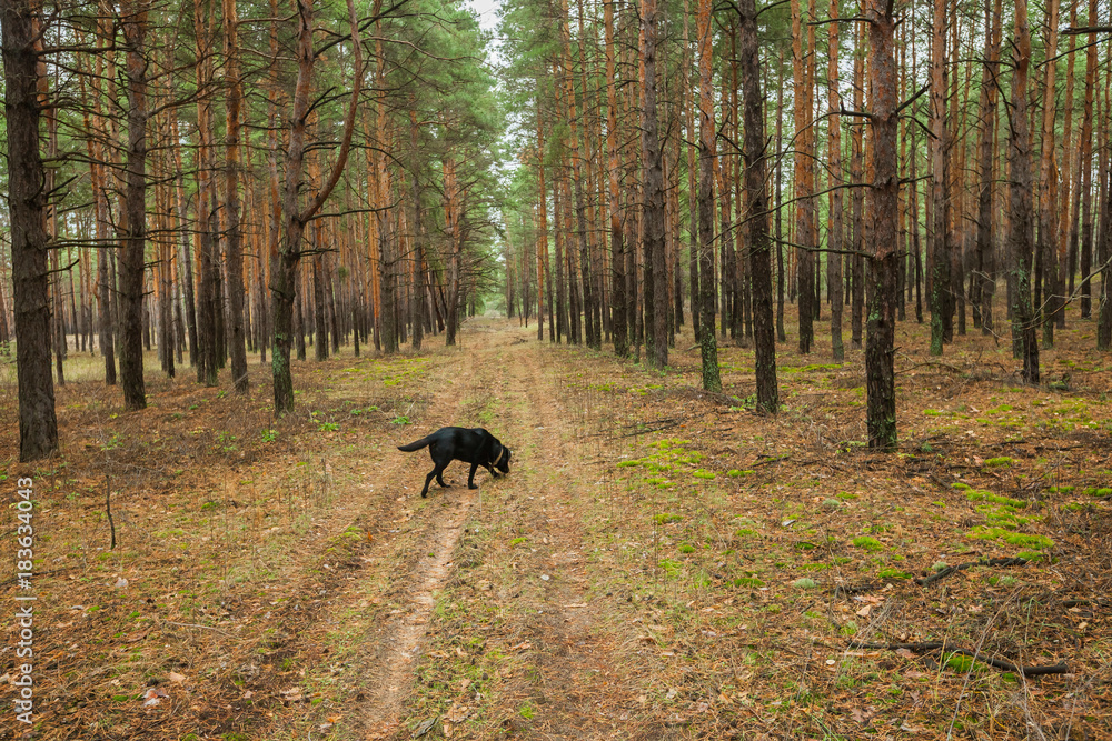 Dog runs on the road in the woods Dog runs on the road in the woods