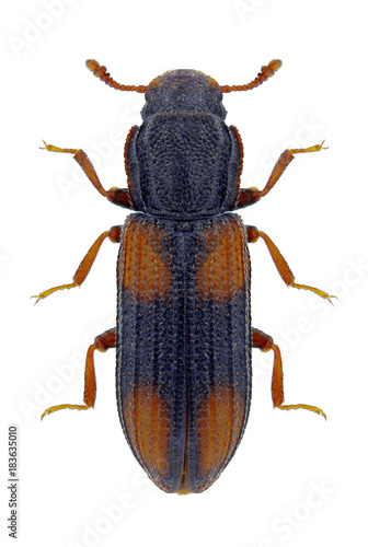 Beetle Bitoma crenata on a white background