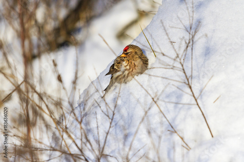 little beautiful bird hiding from frost in the snow photo