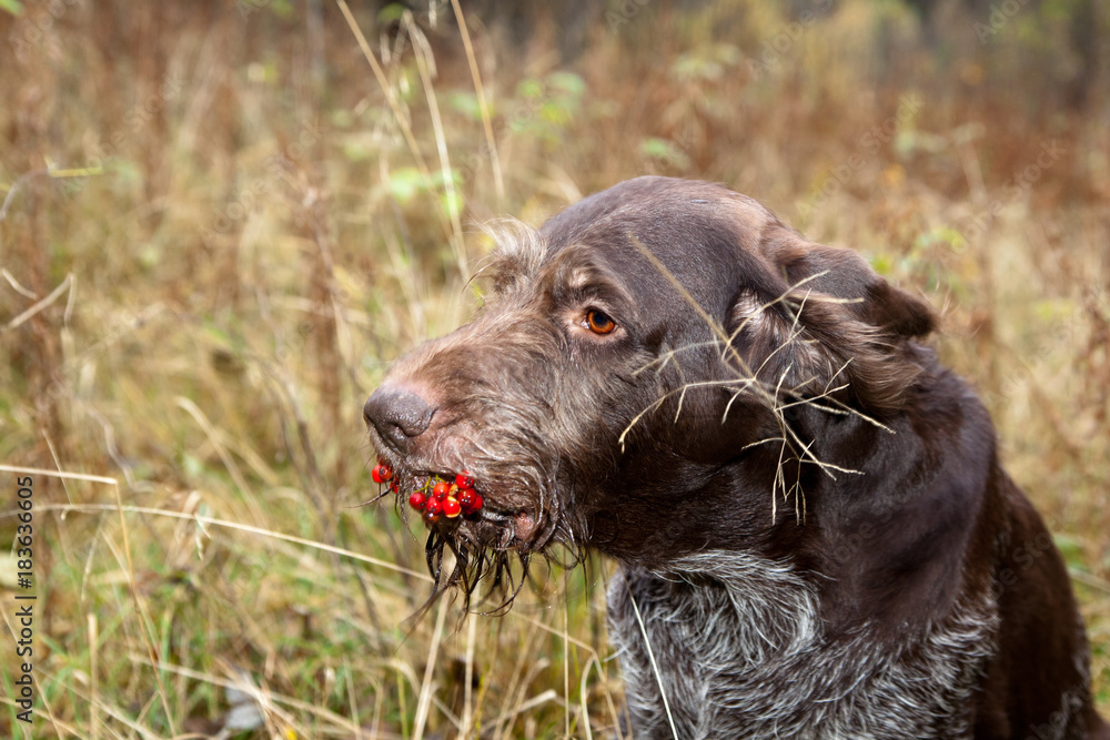 Dog breed german wirehaired pointer drathaar portrait with a bunch of rowan berries in your mouth