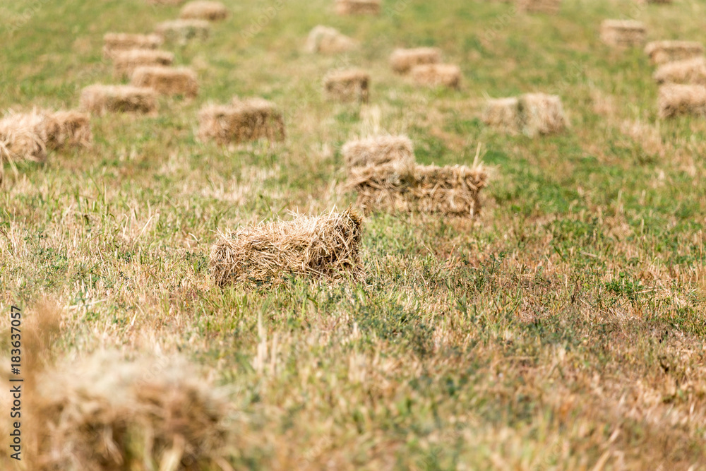 bales of hay in the field bales of hay in the field