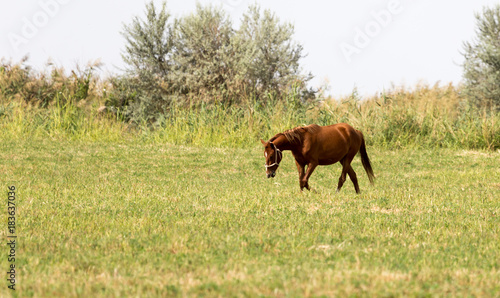 a horse in a pasture in nature
