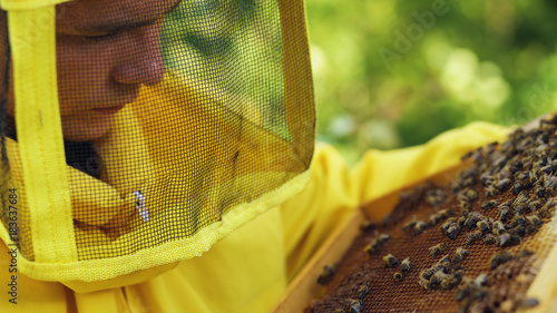 Closeup of beekeeper man checking wooden frame before harvesting honey in apiary