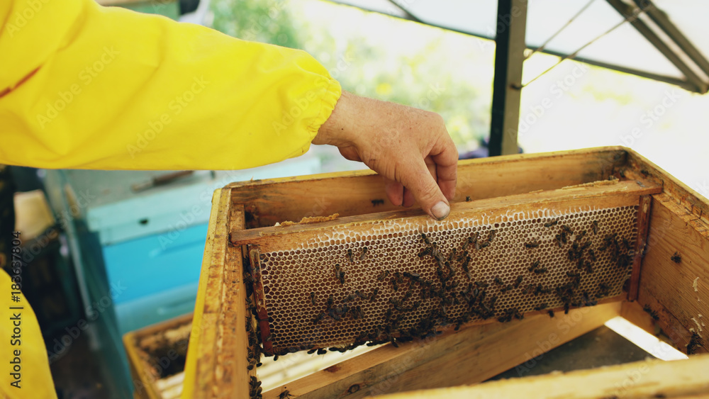 Closeup of beekeeper examining ang cleaning wooden frames in beehive in apiary Closeup of beekeeper examining ang cleaning wooden frames in beehive in apiary