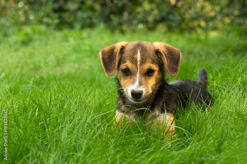 little puppy on green bright grass close-up © Сергей Кучугурный