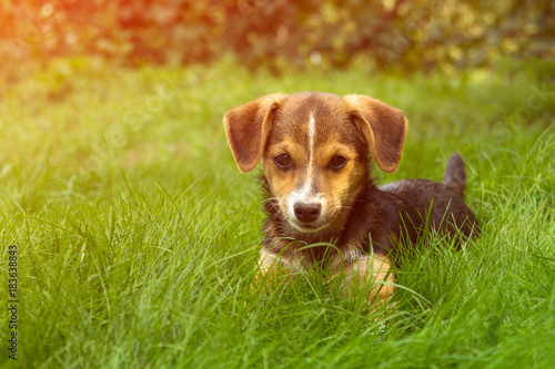 Fototapeta Naklejka Na Ścianę i Meble -  a small offended puppy left by his friends himself sits on green grass