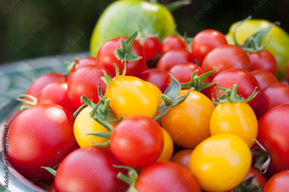 Bowl of yellow, red, green tomatoes with shallow DOF Bowl of yellow, red, green tomatoes with shallow DOF