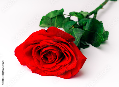 Beauty red rose on white background.