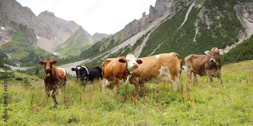 Fototapeta premium Herde Kühe in den Alpen