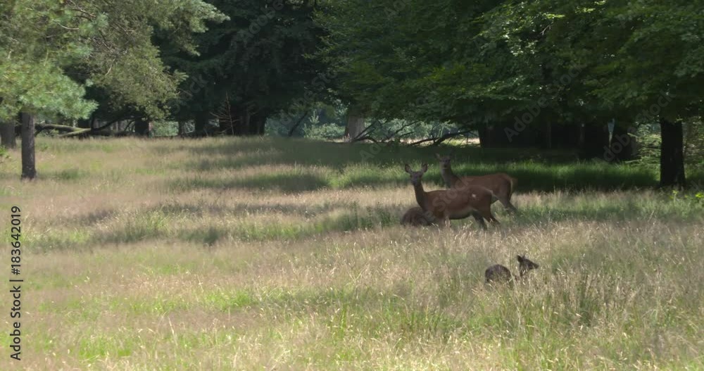Red Deer (cervus elaphus) hinds in open forest with calves. Red deer calves are born in June and July. Red Deer (cervus elaphus) hinds in open forest with calves. Red deer calves are born in June and July.