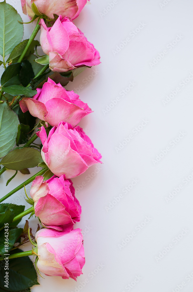 pink roses lay in a row on a white table