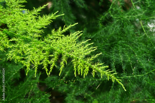 Green leaf of Feather fern plant.