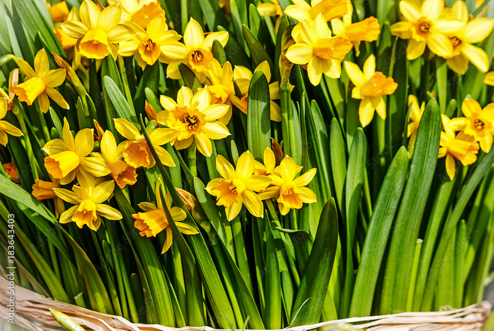 Obraz premium A large bunch of fresh yellow daffodils