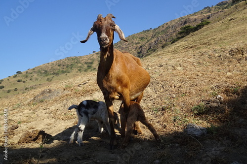 goat landscape