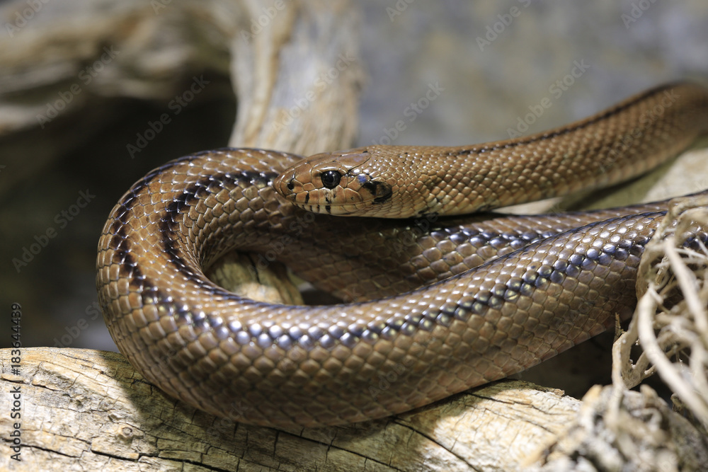 Fototapeta premium Eidechsennatter, Malpolon