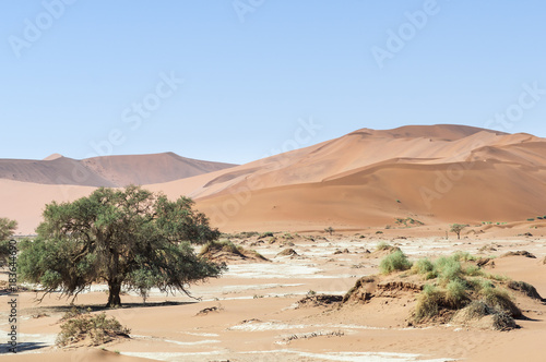 Dunes with acacia trees in the Namib desert   Dunes with acacia trees in the Namib desert  Namibia  Africa.