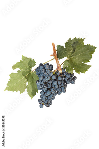 Canvas Print Bunch of grapes isolated on white