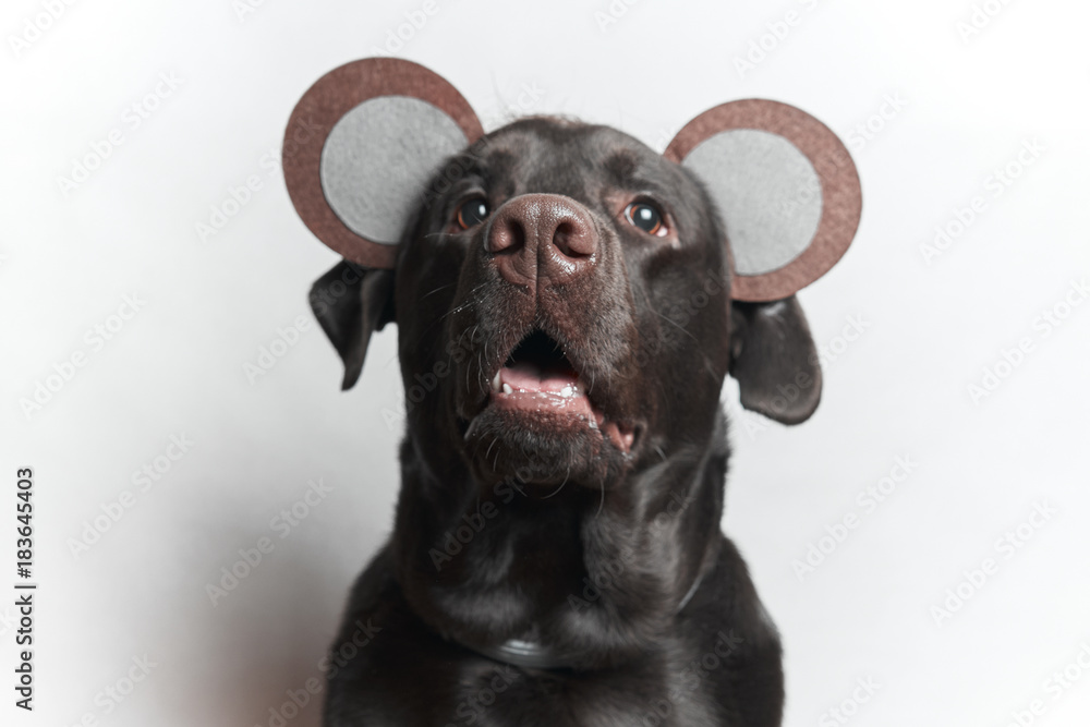 Fototapeta premium Funny dog. Festive image. Labrador. White background