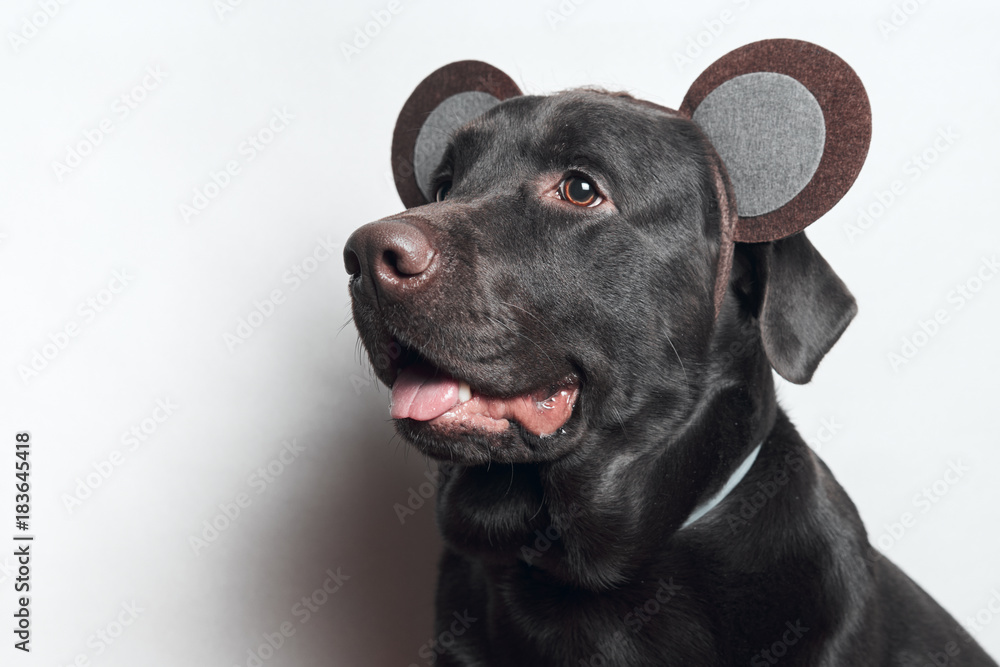 Funny dog. Festive image. Labrador. White background Funny dog. Festive image. Labrador. White background