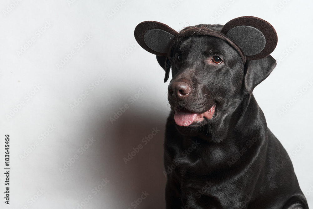Funny dog. Festive image. Labrador. White background