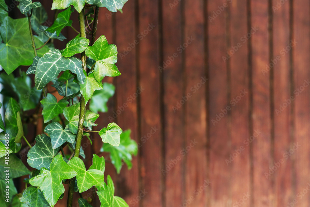 Ivy leaves on a wooden background. Ivy leaves on a wooden background.