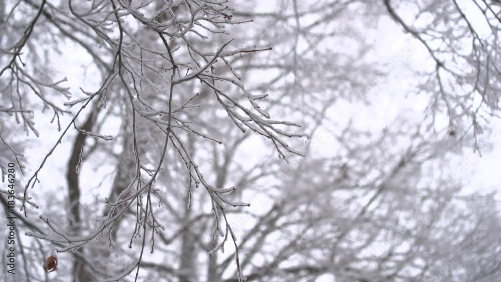 A look up into a winter forest A look up into a winter forest