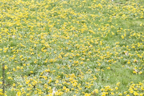 Fototapeta Naklejka Na Ścianę i Meble -  Yellow in Spring