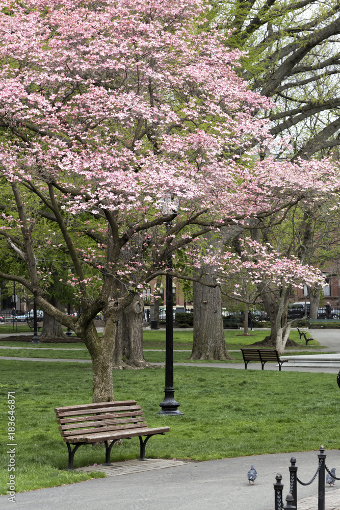 Fototapeta premium Spring in Boston Garden